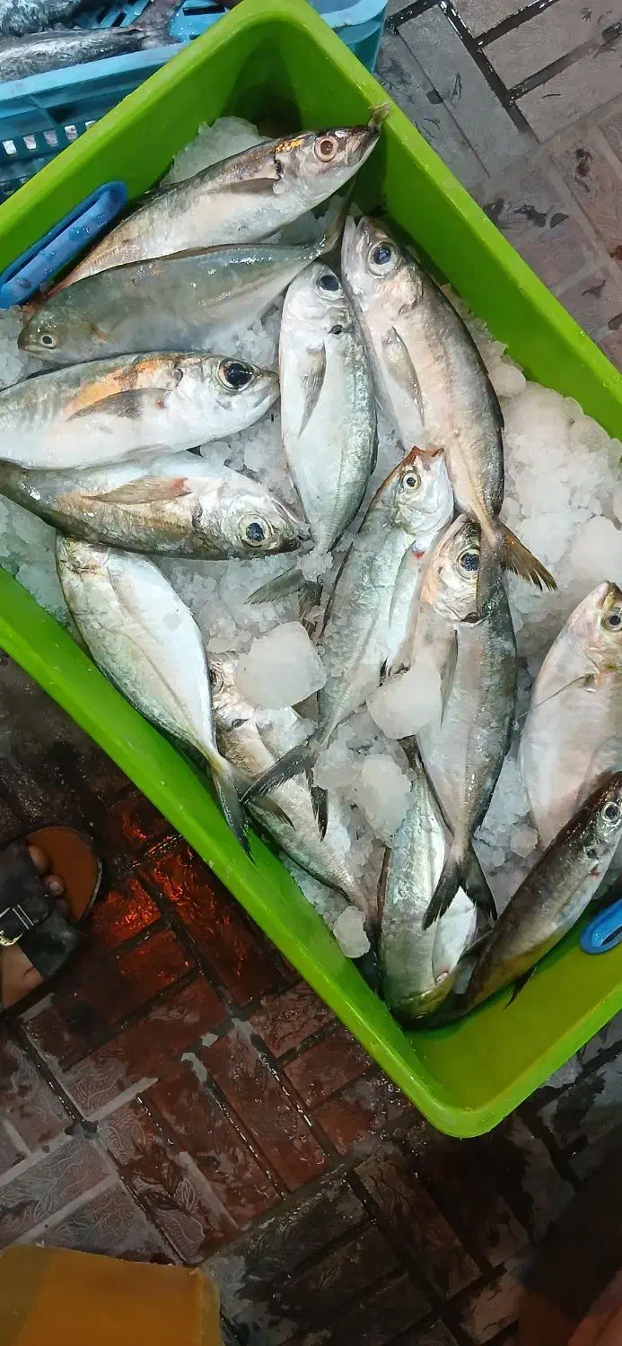 ماهی تازه|ماهی|جهرم, |دیوار