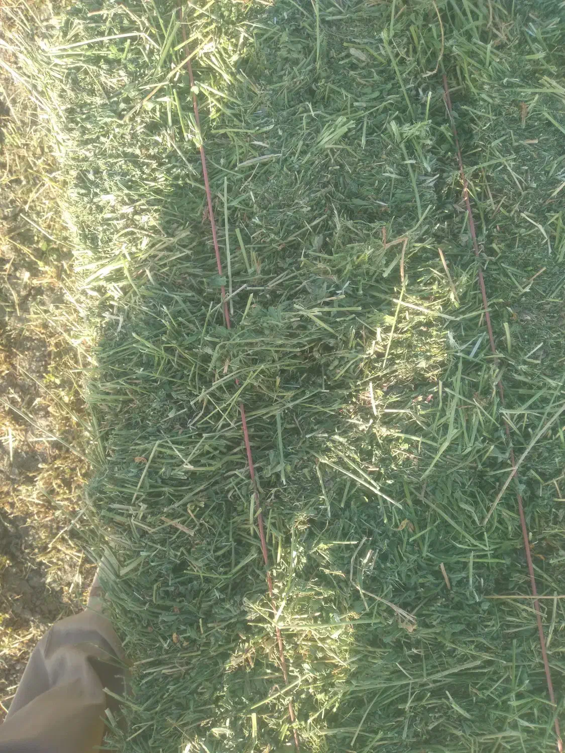 فروش یونجه بسته شده و خرد شده|خدمات باغبانی و درختکاری|جوانرود, |دیوار