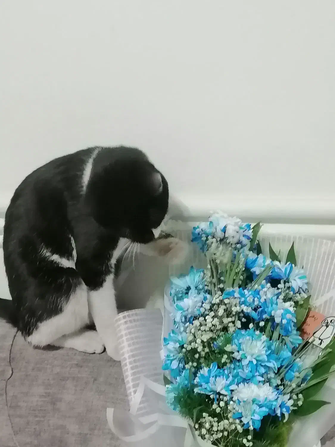 گمشده|گربه|نجف‌آباد, ویلاشهر|دیوار