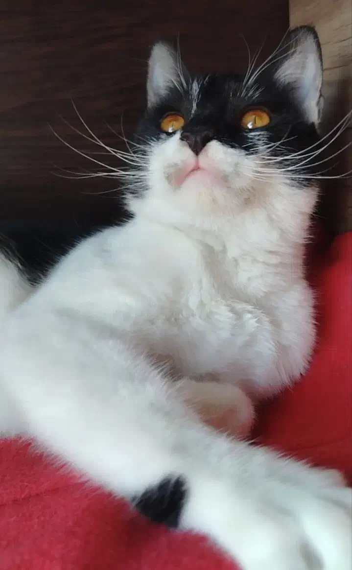 گربه ناز و ملوس پیدا شده، گمشده شما نیست|حیوانات|مشهد, شهید فرامرز عباسی|دیوار