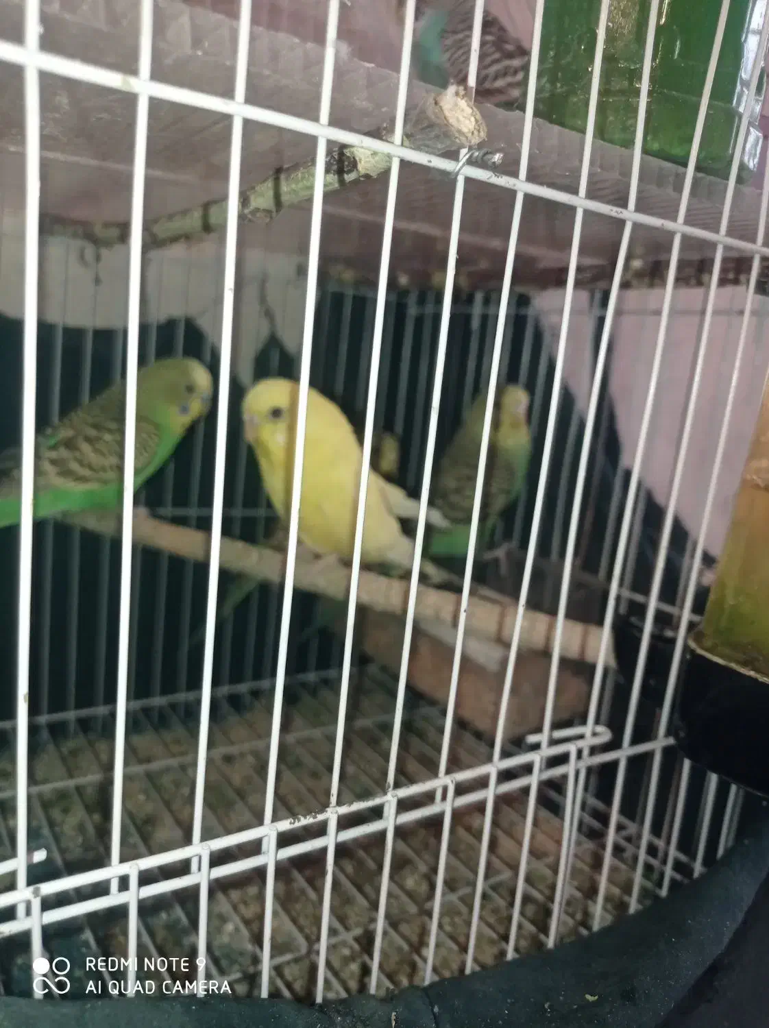 پرنده مرغ عشق|پرنده|یاسوج, |دیوار