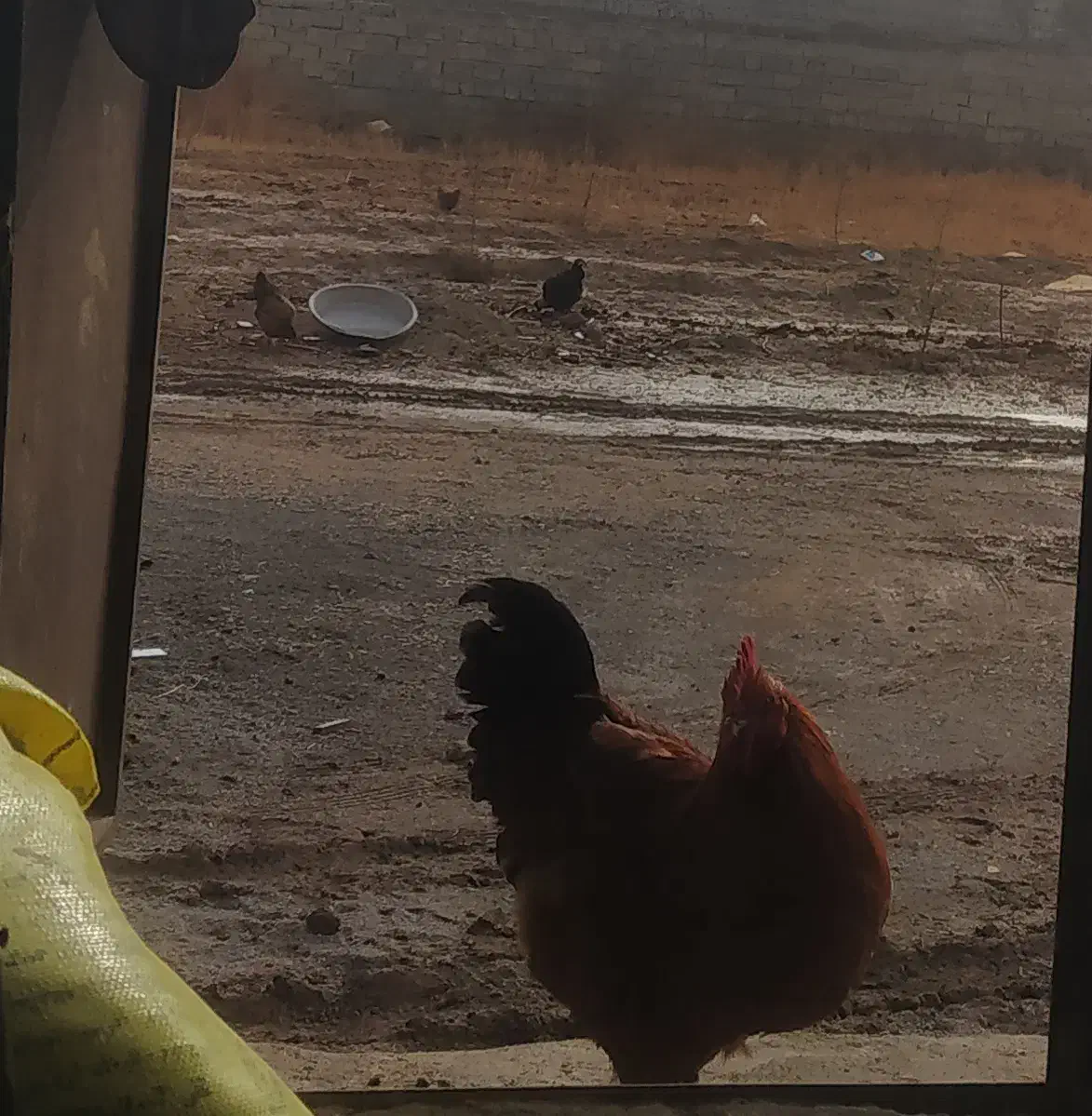 خروس|حیوانات مزرعه|ایلخچی, |دیوار