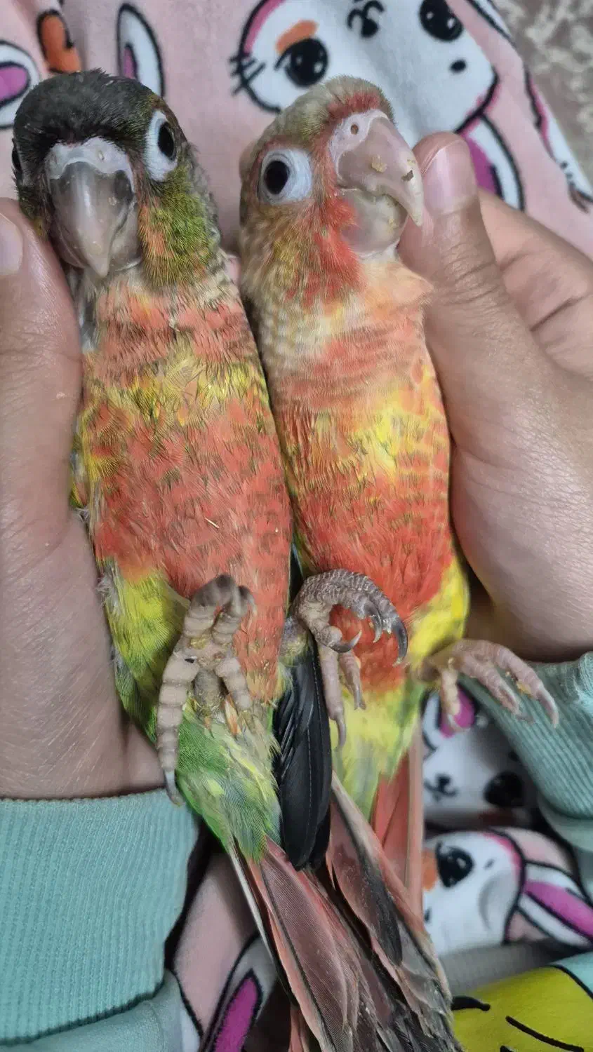 گرینچیک|پرنده|پاکدشت, پاکدشت (مامازند)|دیوار