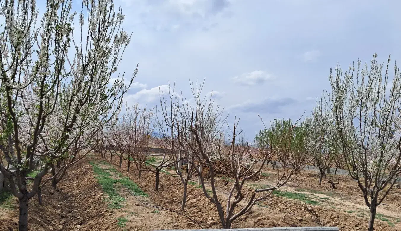 فروش باغچه 900 متری سند تک برگ|فروش دفتر صنعتی، کشاورزی، تجاری|رباط‌کریم, رباط‌کریم|دیوار