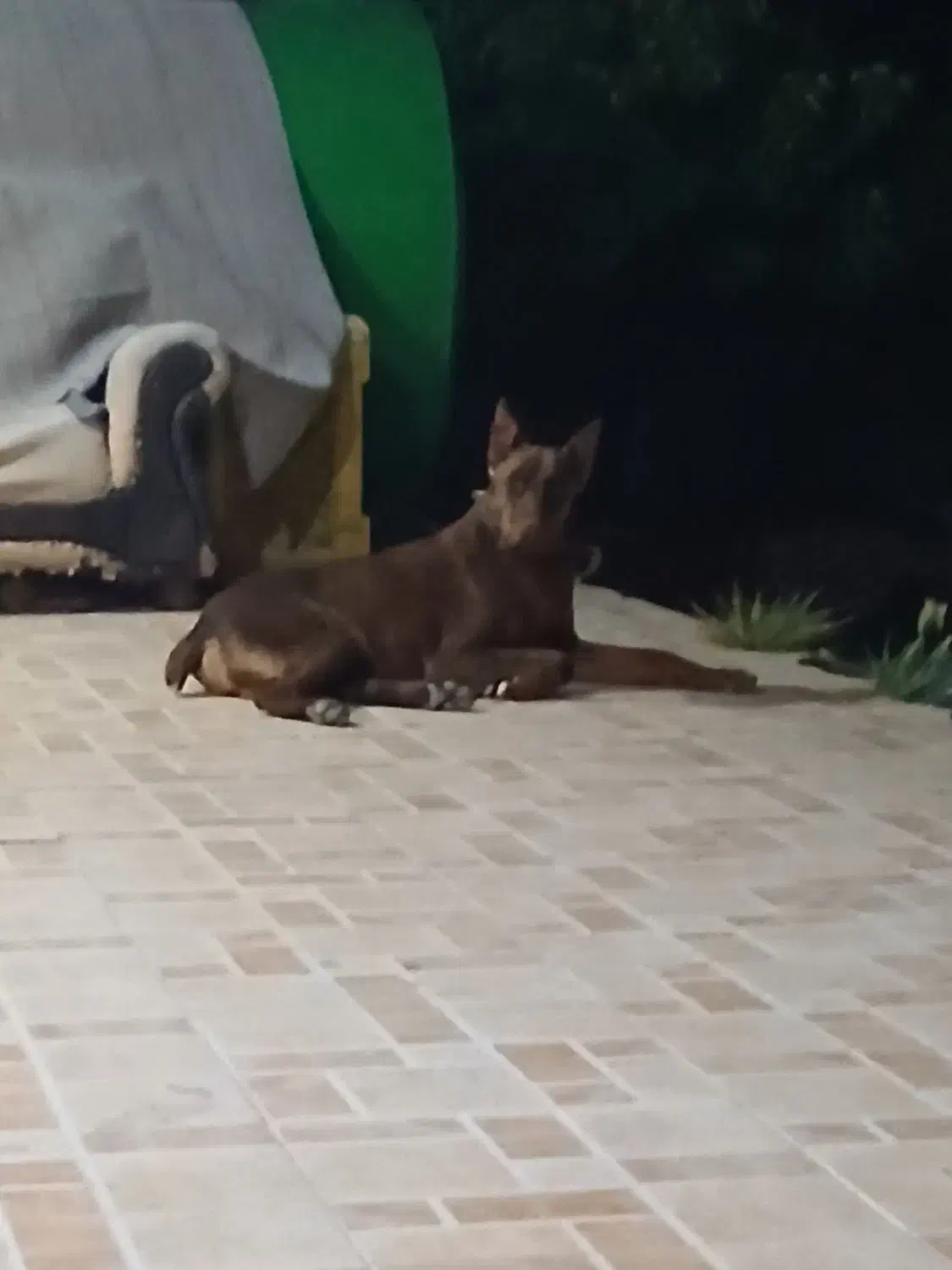 توله دوبرمن اصیل|سگ|مشهد, سجاد شهر|دیوار