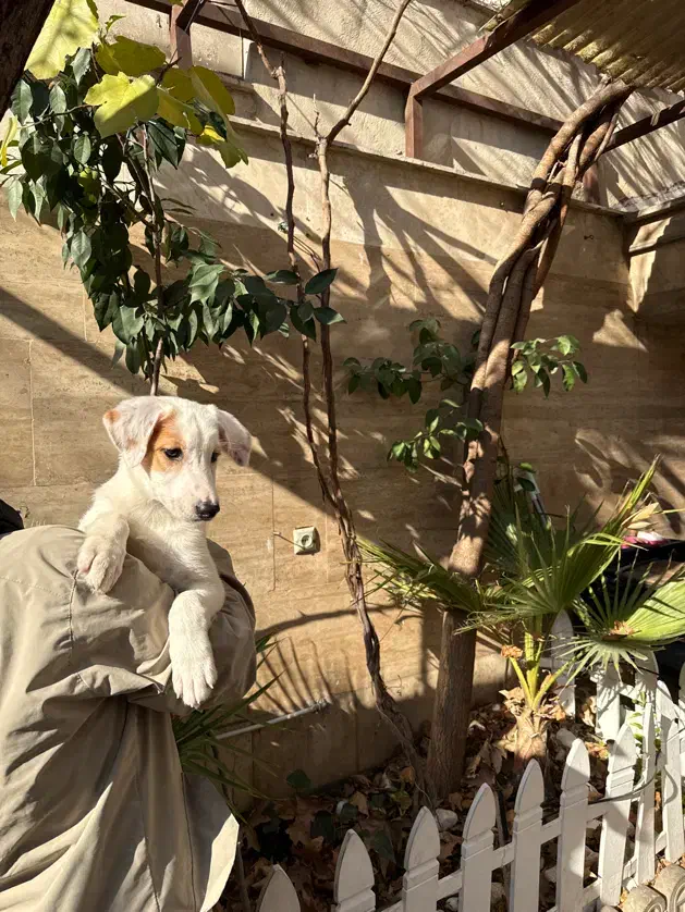 واگذاری سگ جک راسل|سگ|تهران, هروی|دیوار