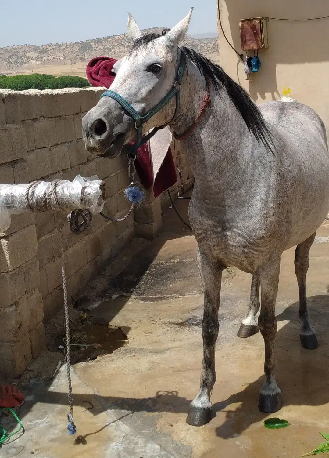 اسب مادیان|اسب و تجهیزات اسب‌سواری|ایلام, |دیوار
