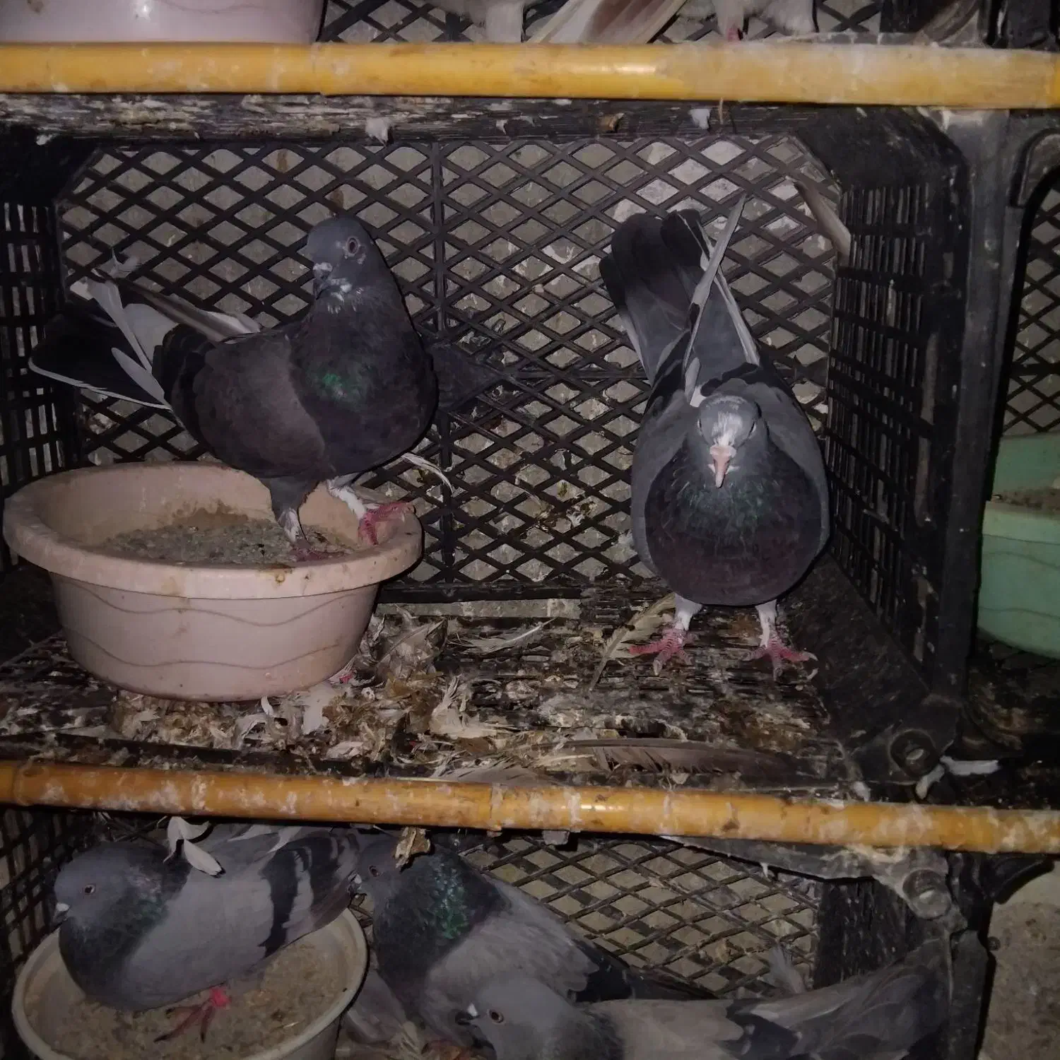 جفتی ۷۰۰۰۰۰۰|پرنده|سیجوال, |دیوار