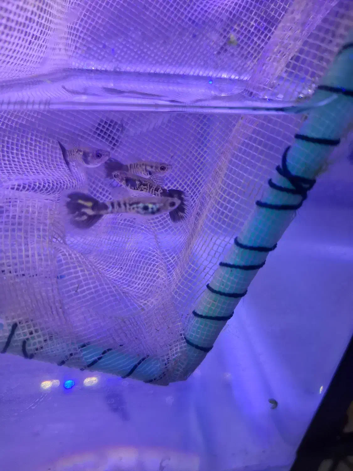 بچه گوپی یک ماهه بلو کبری|ماهی|تهران, نیروی هوایی (پیروزی)|دیوار