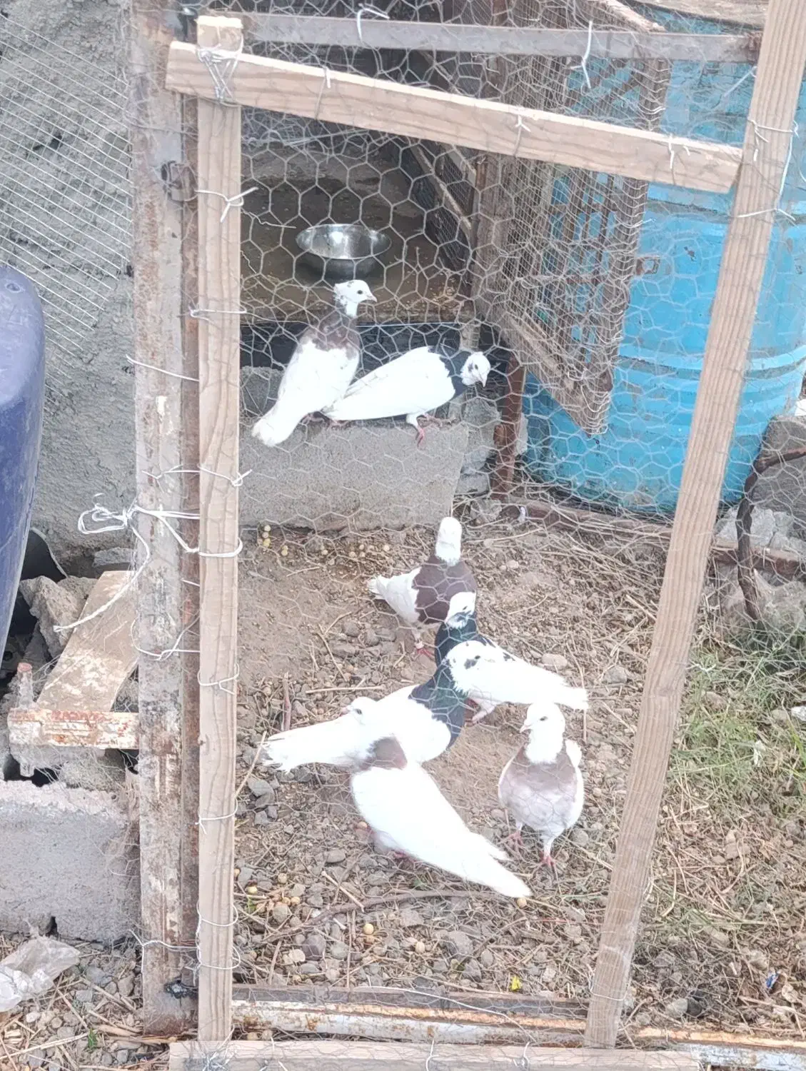 طوقی|پرنده|بم, |دیوار