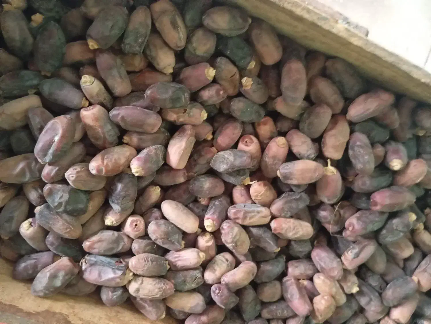 خرما دیری|حراج|اهواز, اسماعیلیه|دیوار