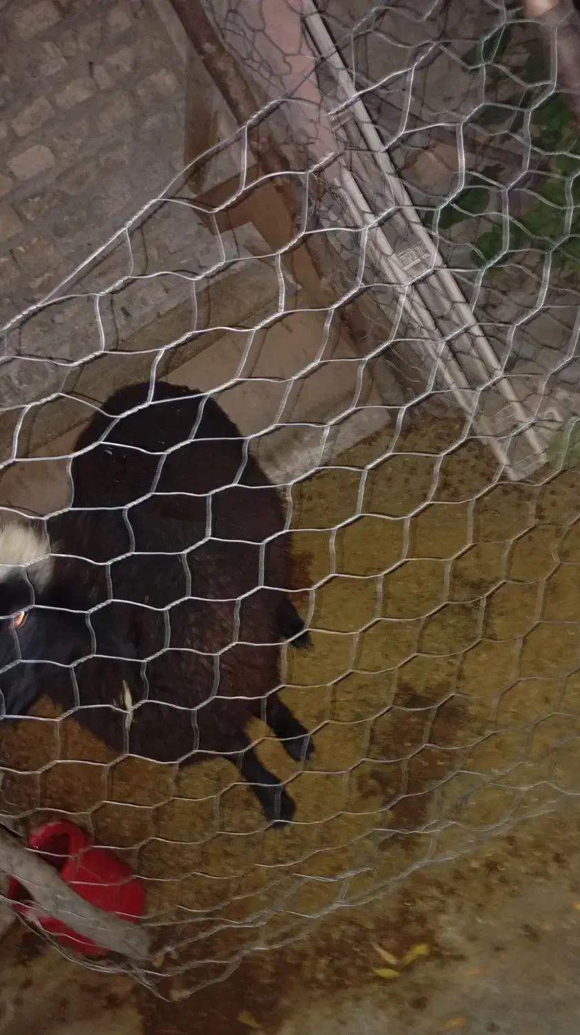 گوسفند نر|حیوانات مزرعه|فاضل آباد, |دیوار