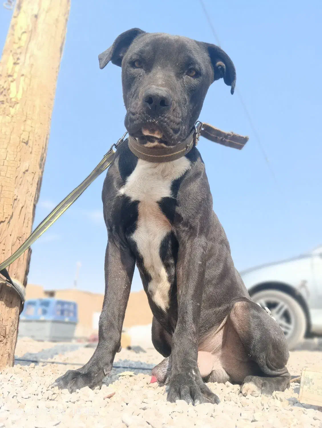 سگ پیتبول نر فول آموزش|سگ|اصفهان, سرشبادران|دیوار