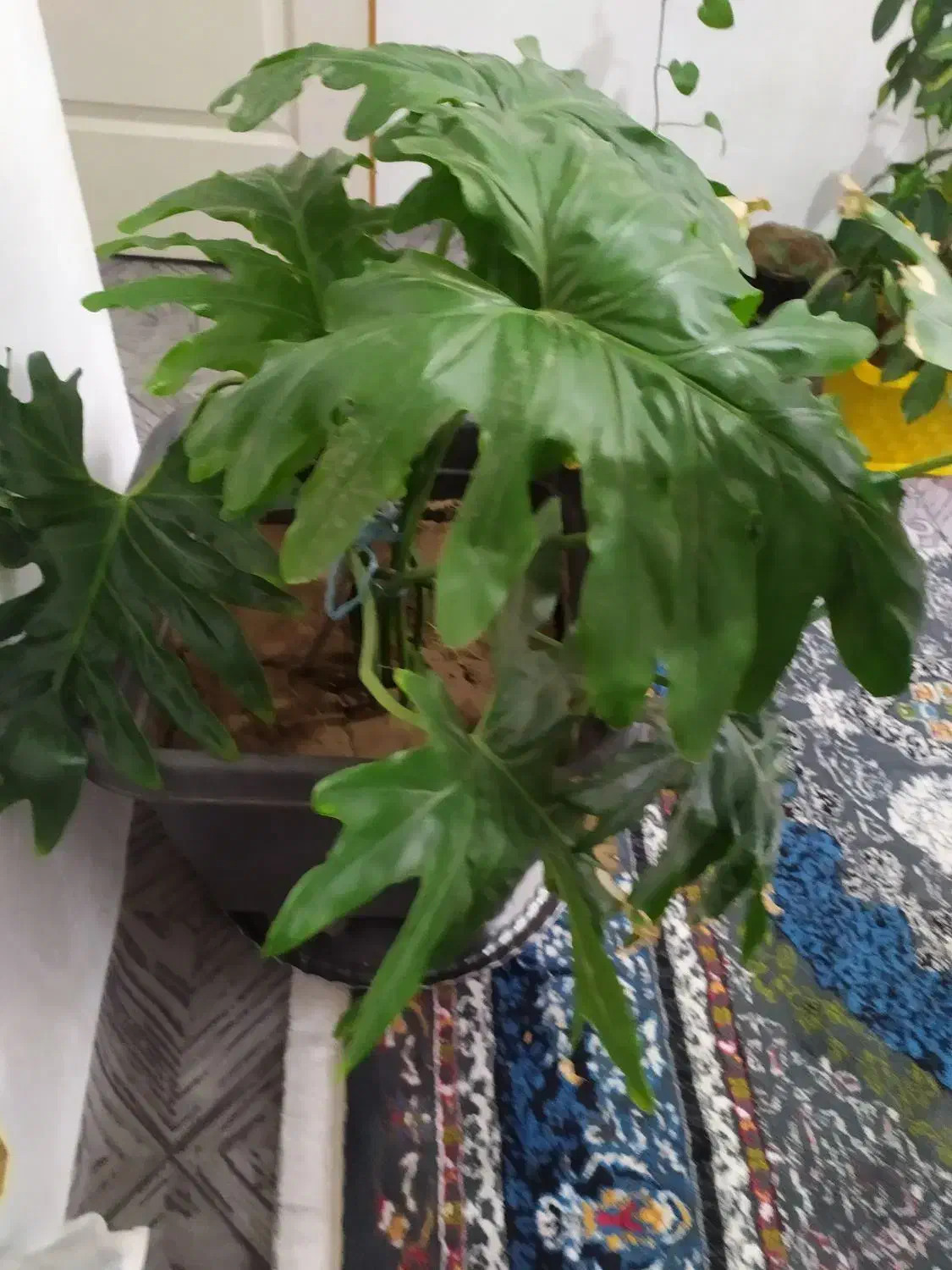 26عدد گل و استند فروشی|گل و گیاه طبیعی|محمدیه-قزوین, |دیوار