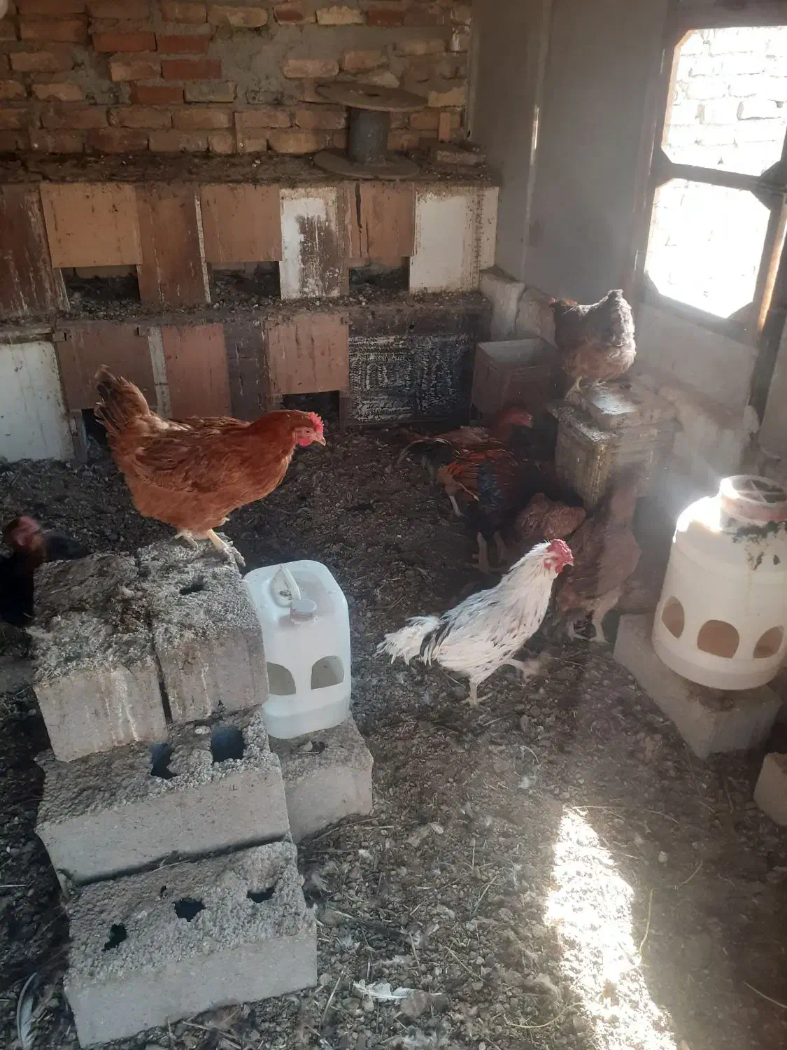 فروش مرغ تخم گذاررسمی|حیوانات مزرعه|صباشهر, |دیوار