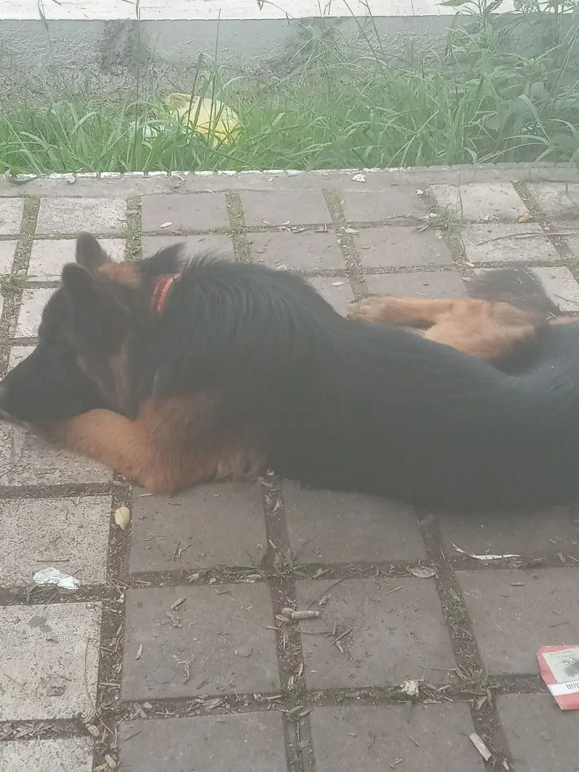 سگ فروشی|سگ|رشت, پارک شهر|دیوار