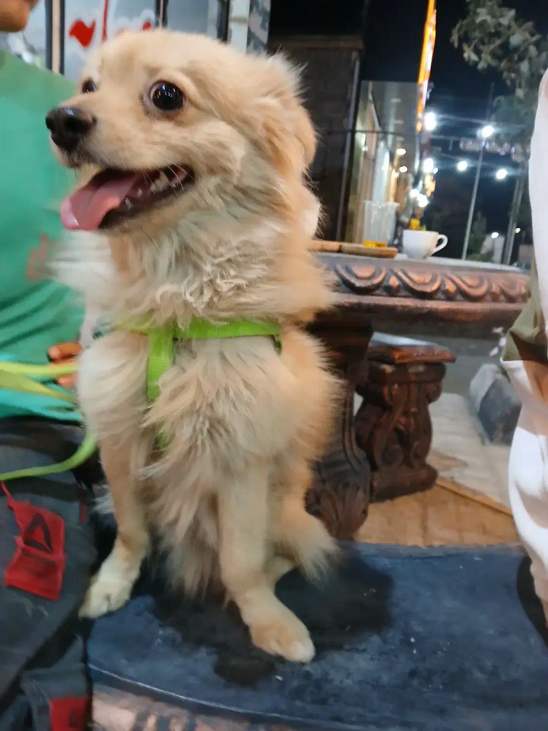 سگ بنام کوکو گم شه|حیوانات|گلبهار, شهر جدید گلبهار|دیوار