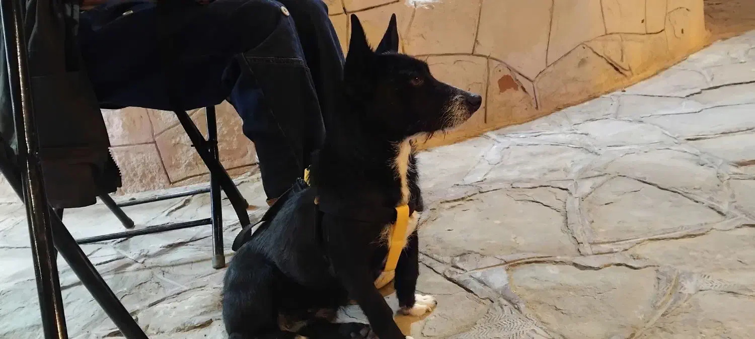 گم شده|سگ|سبزوار, ابارش|دیوار