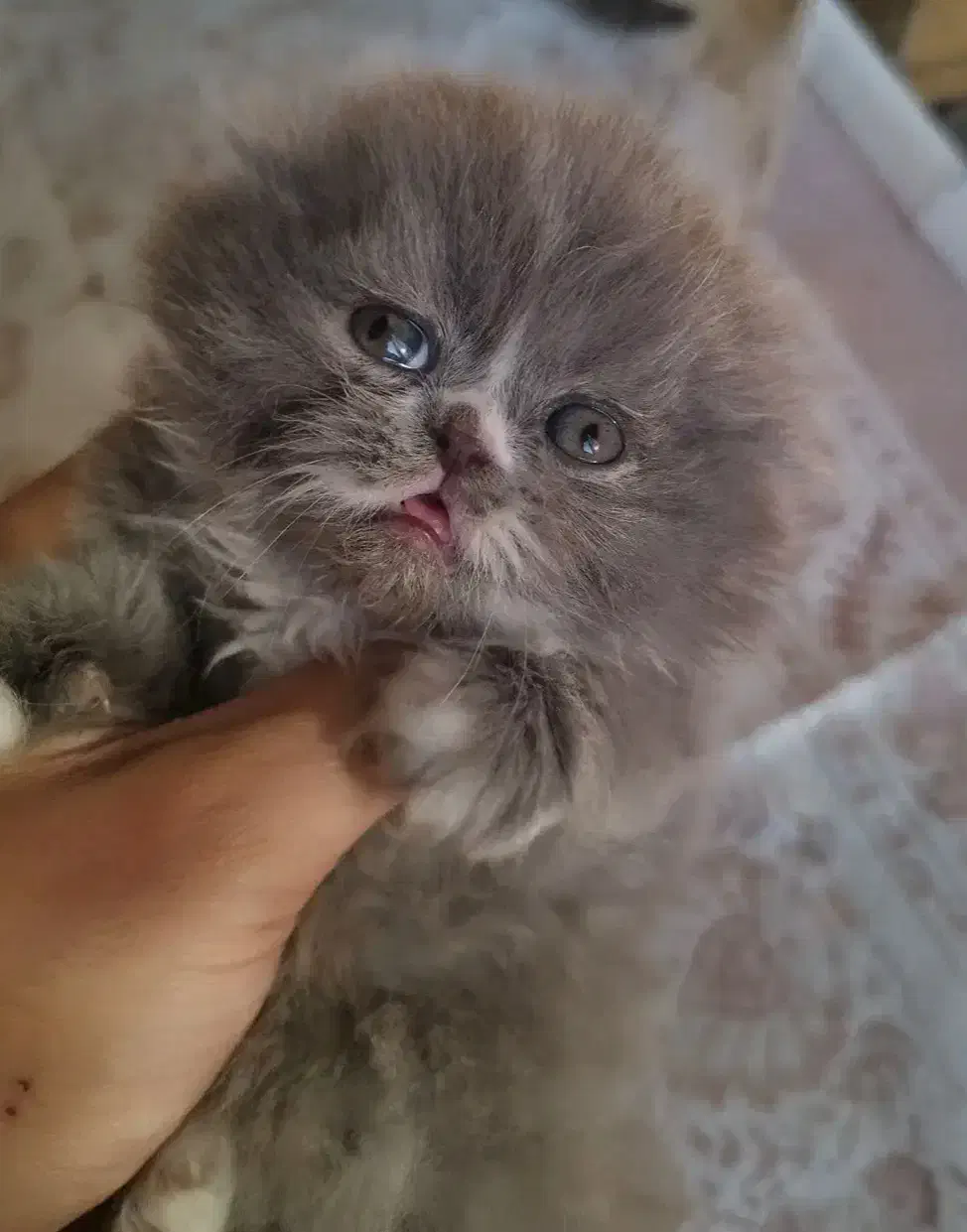 اسکاتیش فولد لانگ هیر و بریتیش هیمالین|گربه|سقز, |دیوار