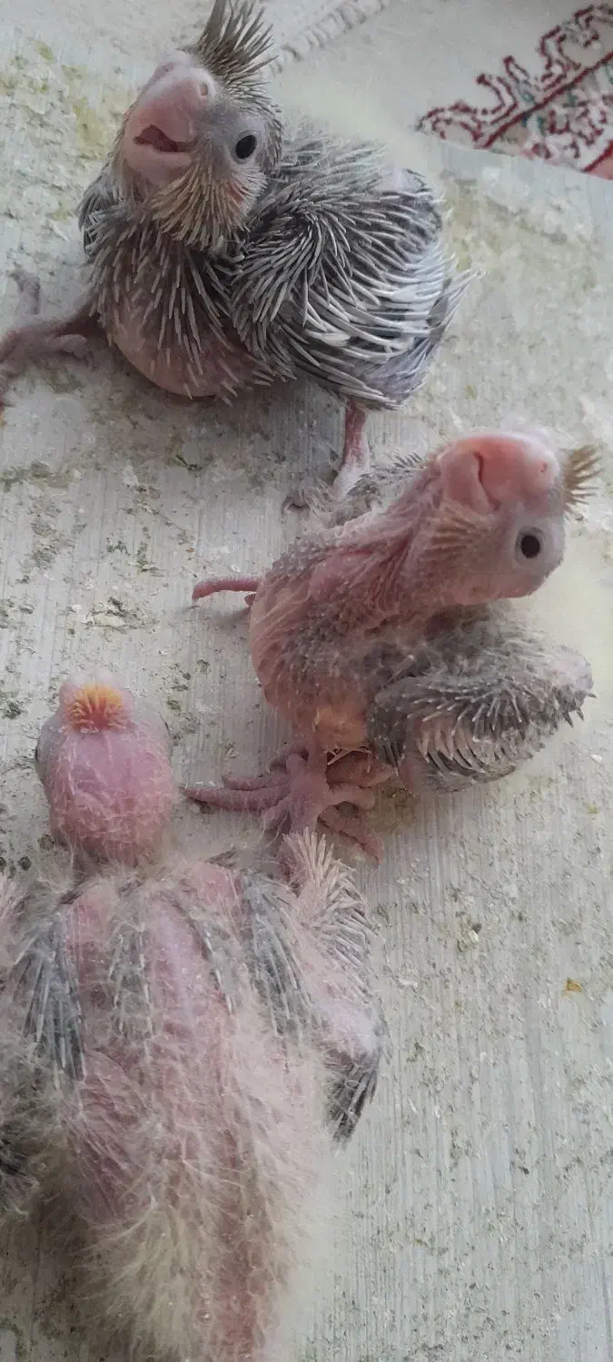 جوجه عروس هلندی|پرنده|ملایر, |دیوار