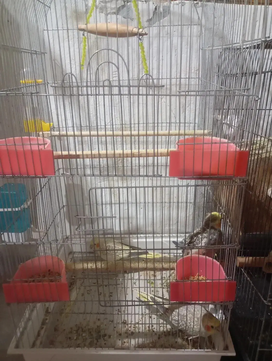 عروس هلندی|پرنده|لولمان, |دیوار