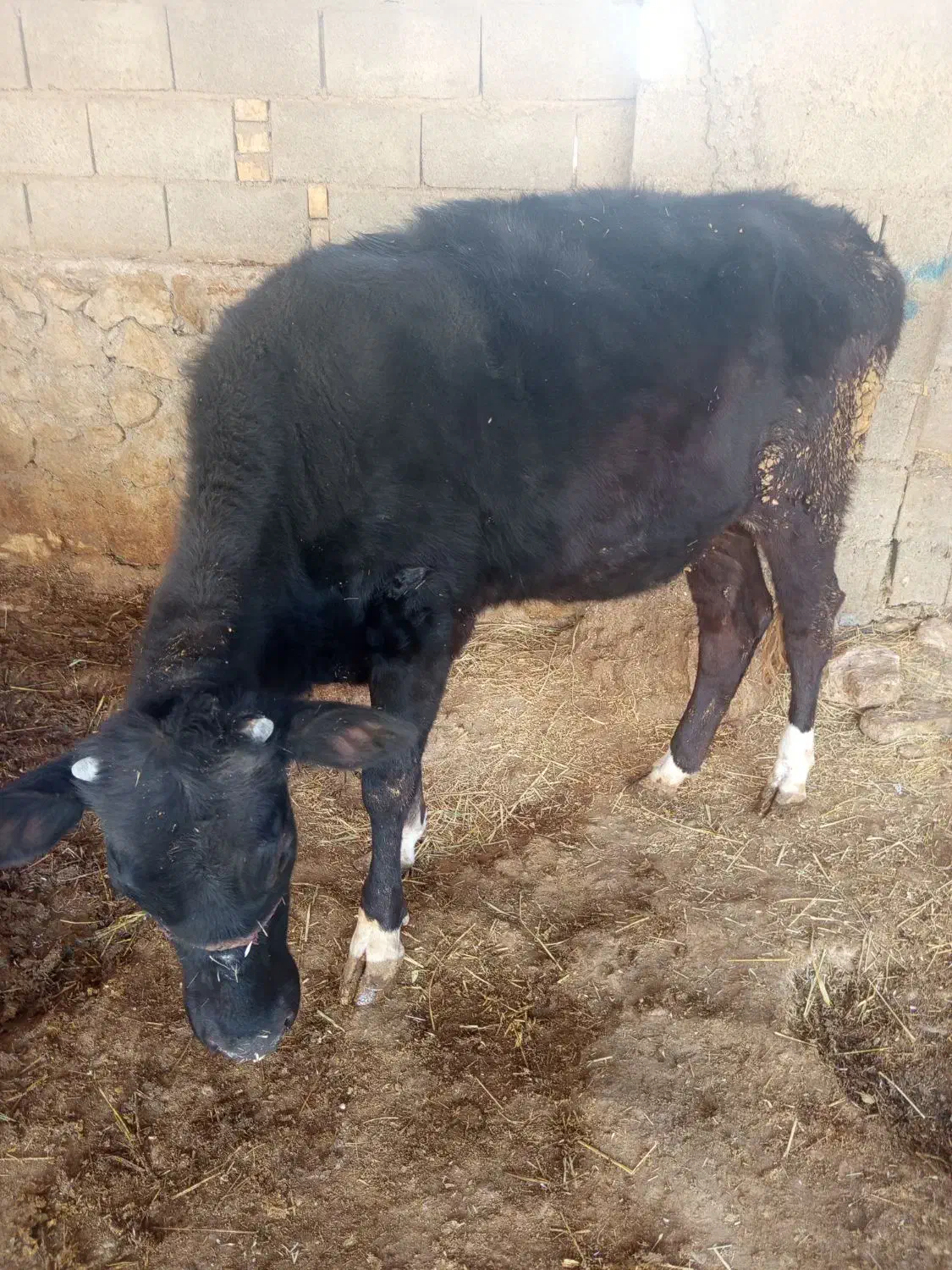 دو عدد گاو|حیوانات مزرعه|دهدشت, |دیوار