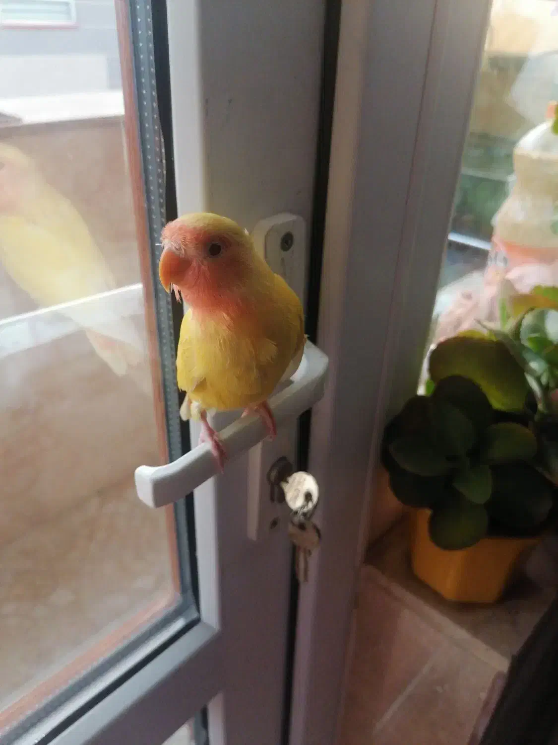 طوطی برزیلی اهلی|پرنده|تبریز, |دیوار