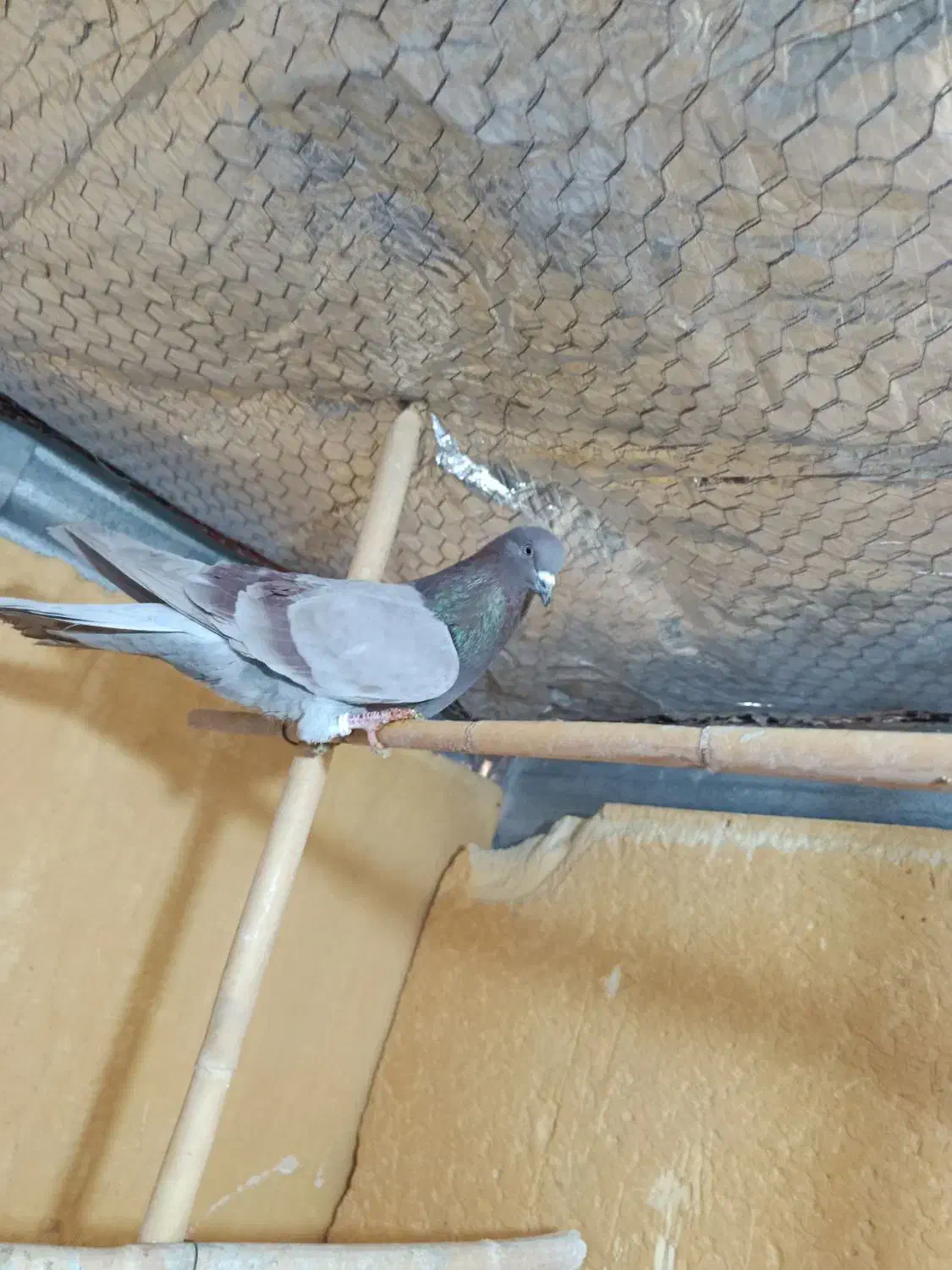 کفتر نر|پرنده|ساوه, |دیوار