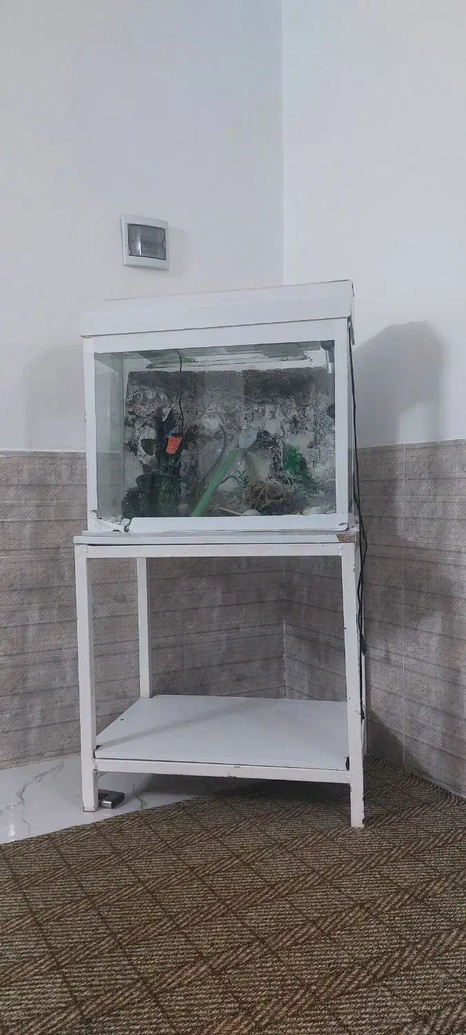 آکواریوم و گلدان|ماهی|شیراز, کوشک میدان|دیوار