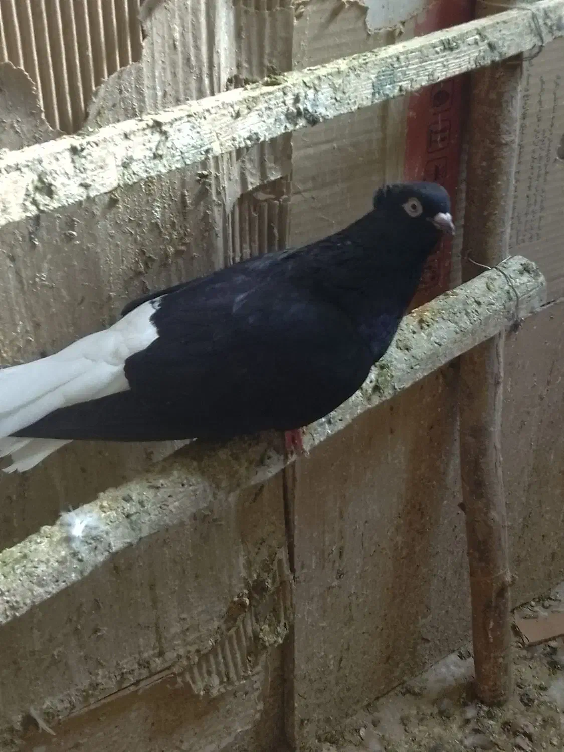کبوتر کرمانشاه ، زاغ دمسفید|پرنده|شهریار, شهرک بهاران (ویره)|دیوار