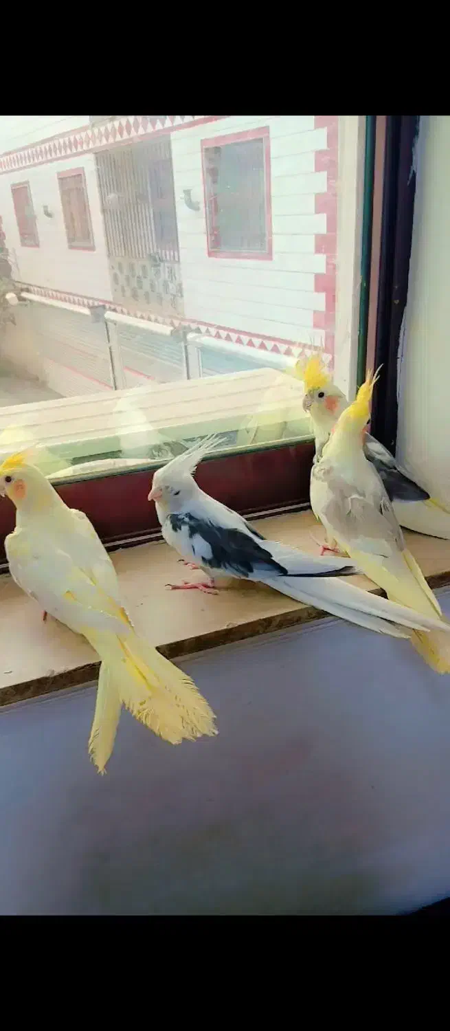 عروس هلندی همشون آرام دستی|پرنده|ماسال, |دیوار