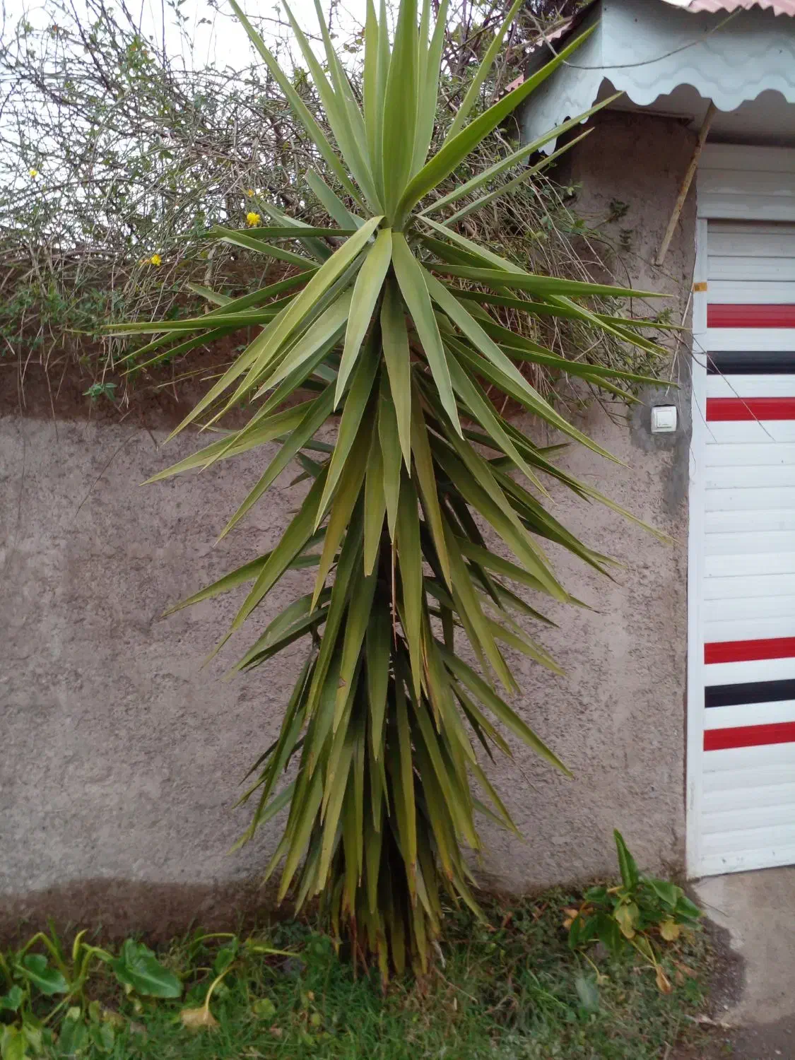 گل یوکا|گل و گیاه طبیعی|سنگر, |دیوار