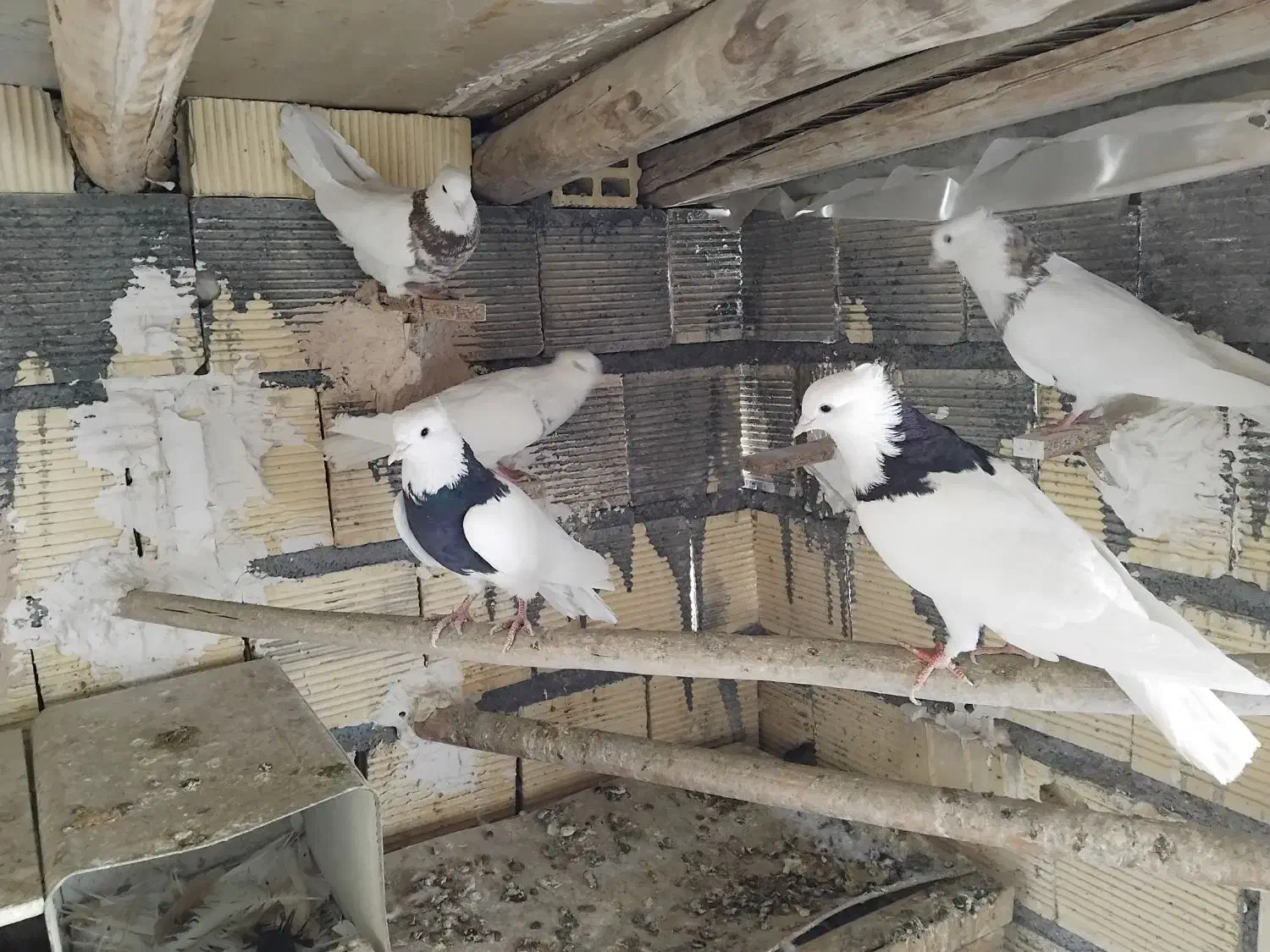 طوقی|حیوانات|نجف‌آباد, فیروزآباد|دیوار