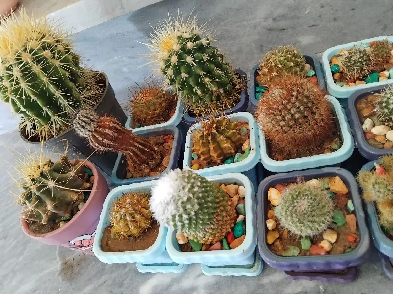 کاکتوس|گل و گیاه طبیعی|ترکمانچای, |دیوار