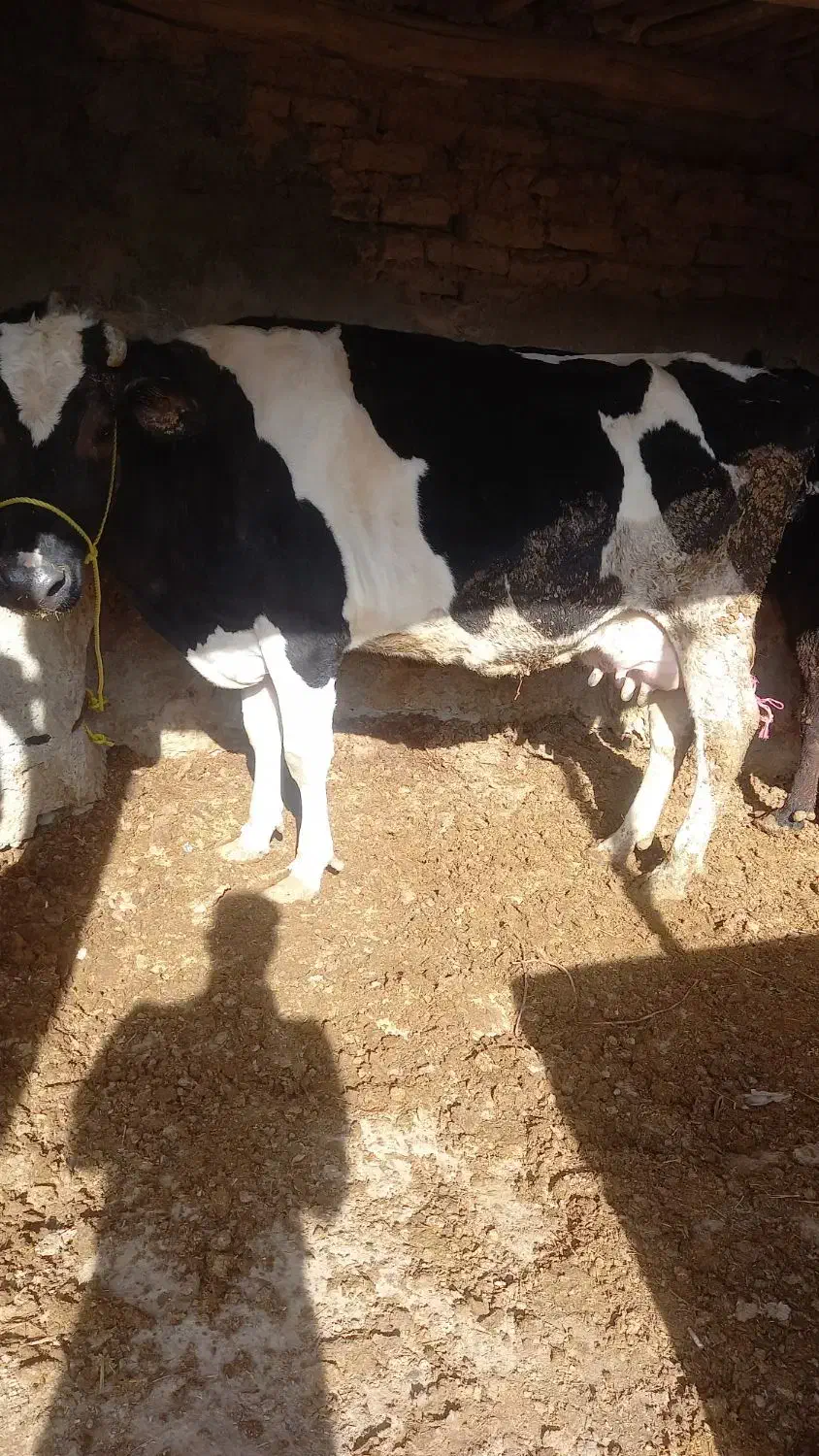 گاو|حیوانات مزرعه|قیدار, |دیوار