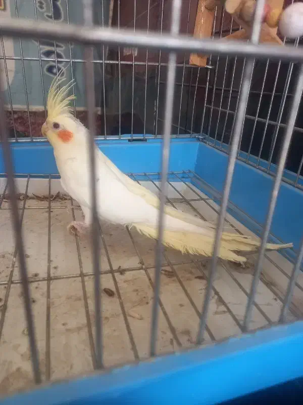 عروس نر جوان شش ماهه کشیده و زیبا|پرنده|فردیس, سرحدی|دیوار