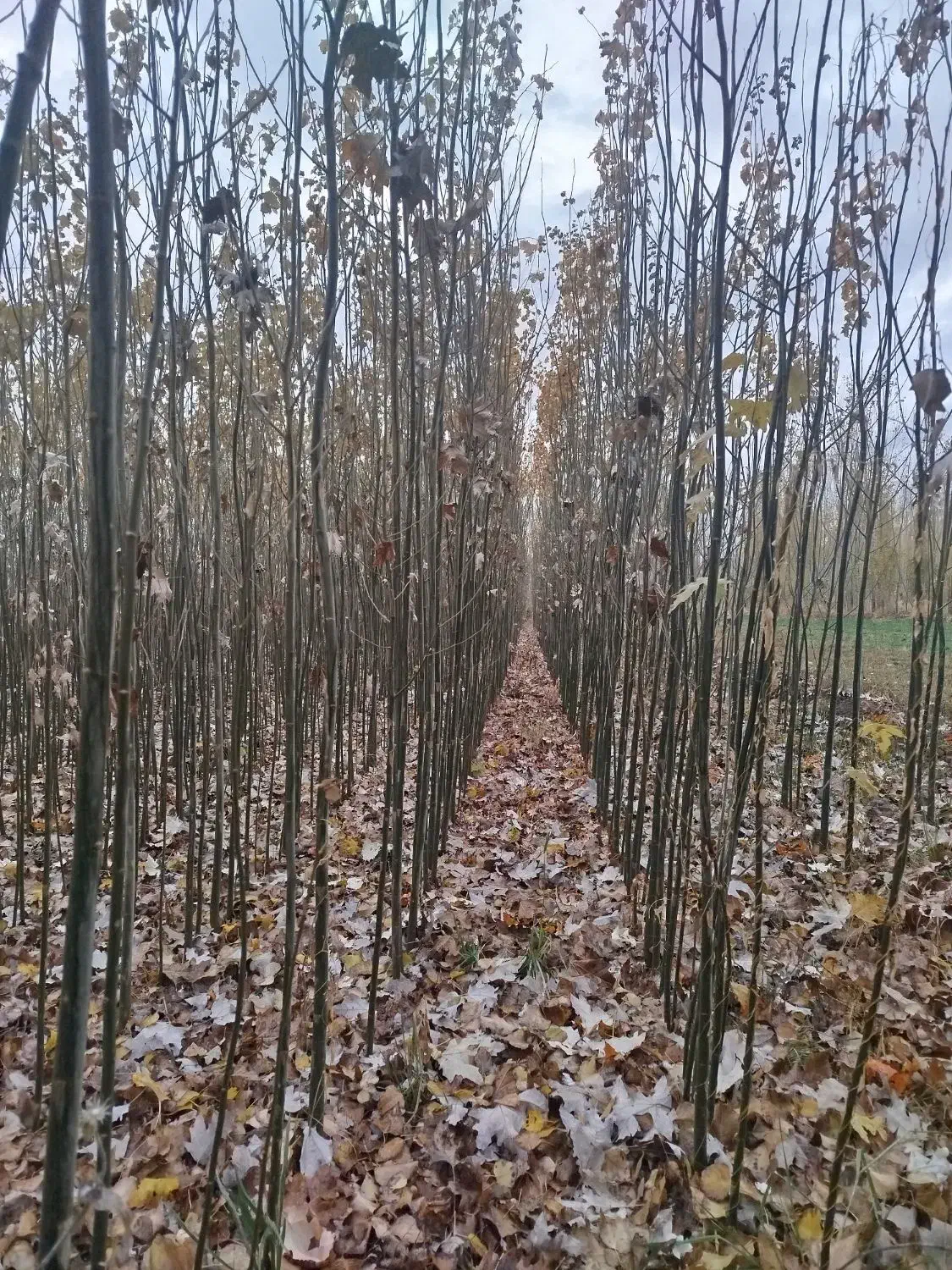 نهالستان کاظمی|خدمات باغبانی و درختکاری|سلماس, |دیوار
