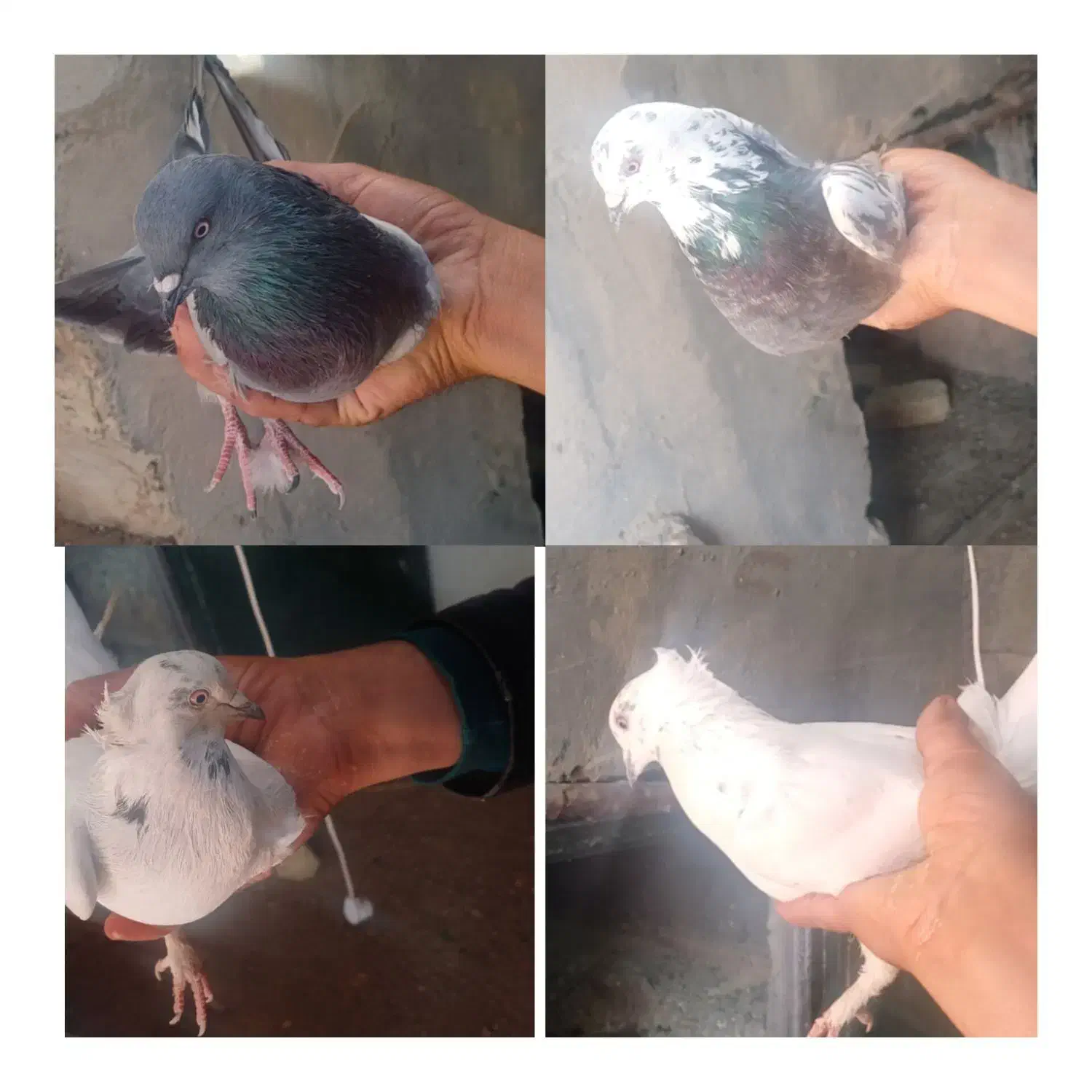 کبوتر اصفهانی فروشی|پرنده|خمینی‌شهر, |دیوار