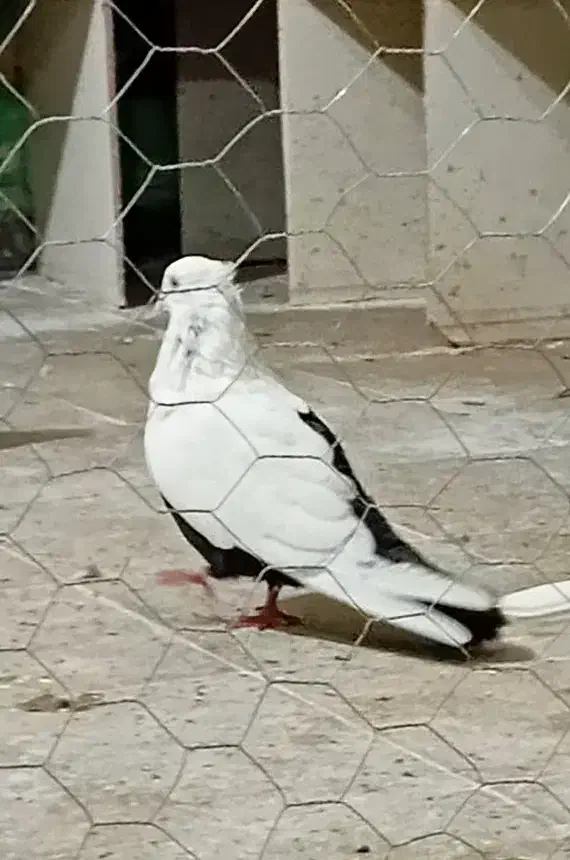 نر دمبی قفل سیاه تنه دار جوان|پرنده|دزفول, |دیوار