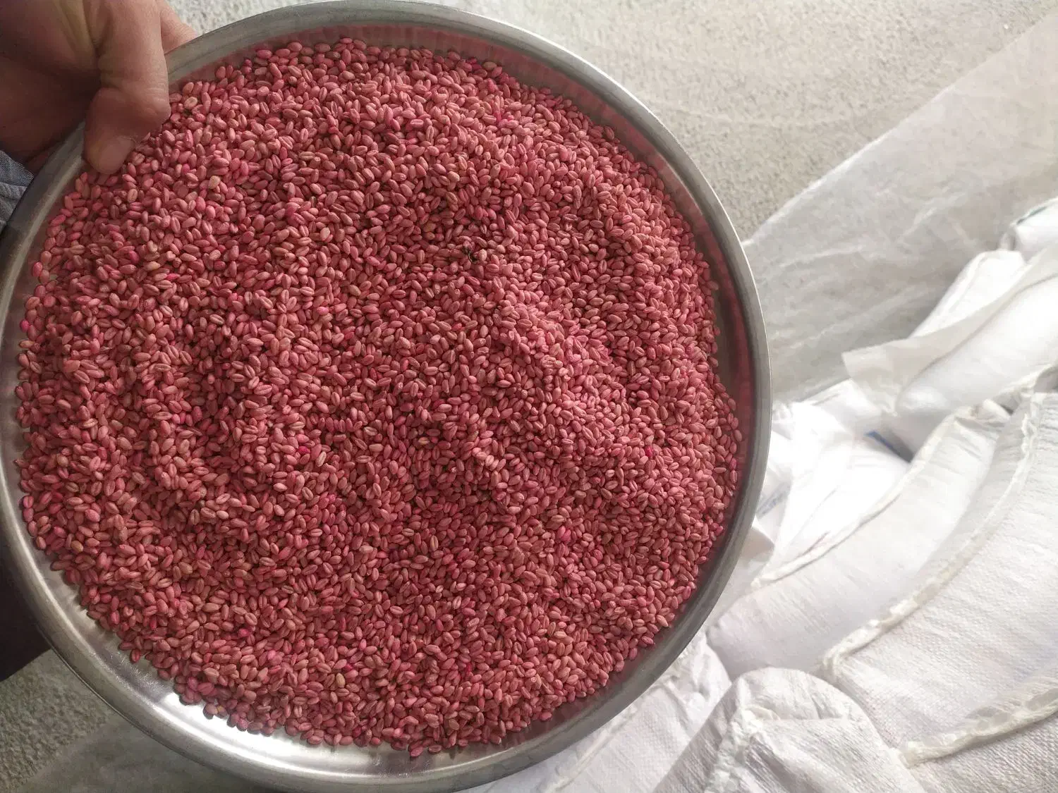 بذر گندم|خدمات باغبانی و درختکاری|محمدبار, |دیوار