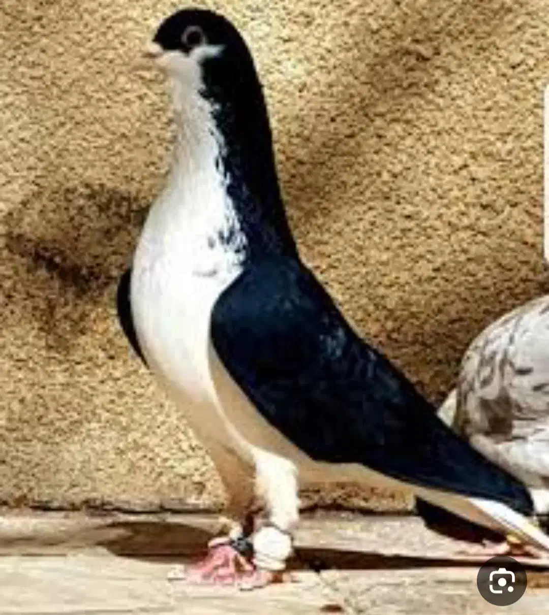 کفترات مسیر نمیرن زدوخورد نمیکنن|پرنده|قزوین, |دیوار