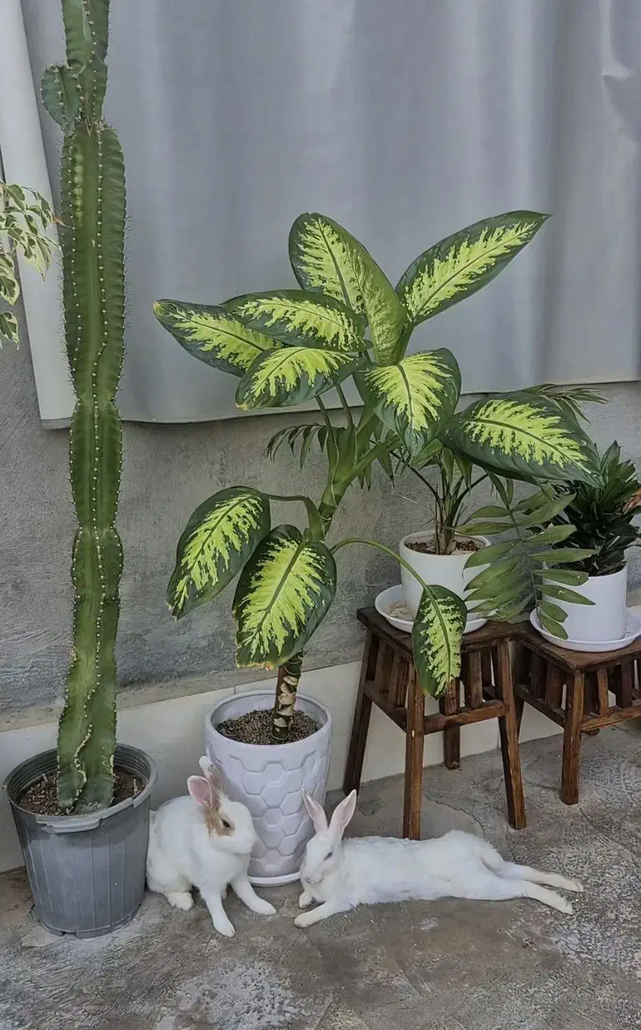 خرگوش نر و ماده|موش و خرگوش|برازجان, |دیوار