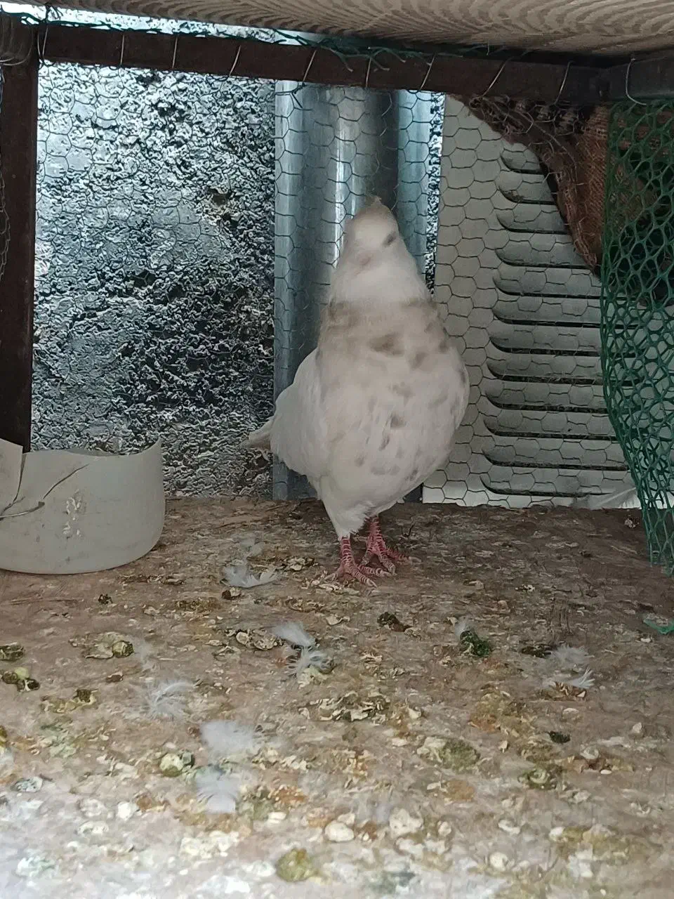 طوق هفرنگ|پرنده|فردوس (خراسان), |دیوار