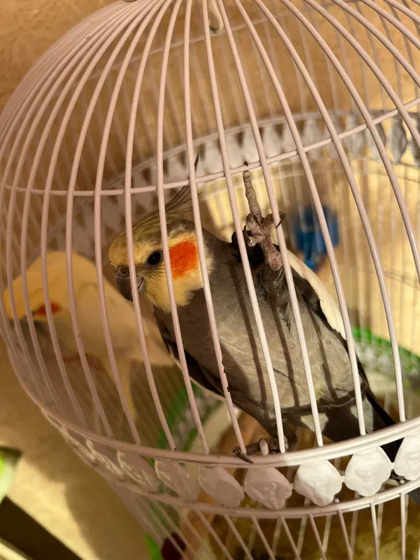 عروس هلندی جفت جوان|پرنده|مشهد, ادیب نیشابوری (شهرک غرب)|دیوار