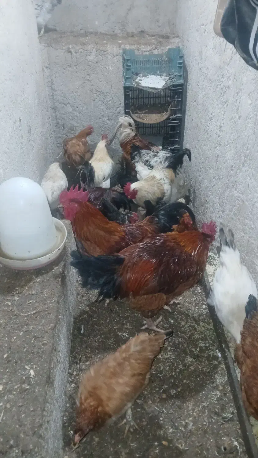 فروش مرغ و خروس|حیوانات مزرعه|بهشهر, |دیوار