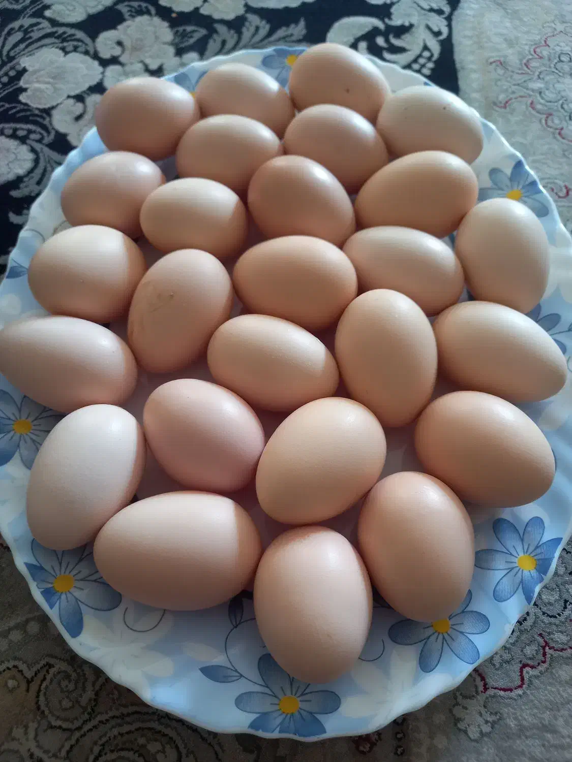 تخم لاری|حیوانات مزرعه|نجفآباد, یزدانشهر|دیوار