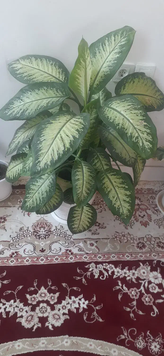 دیفن|گل و گیاه طبیعی|چناران, |دیوار