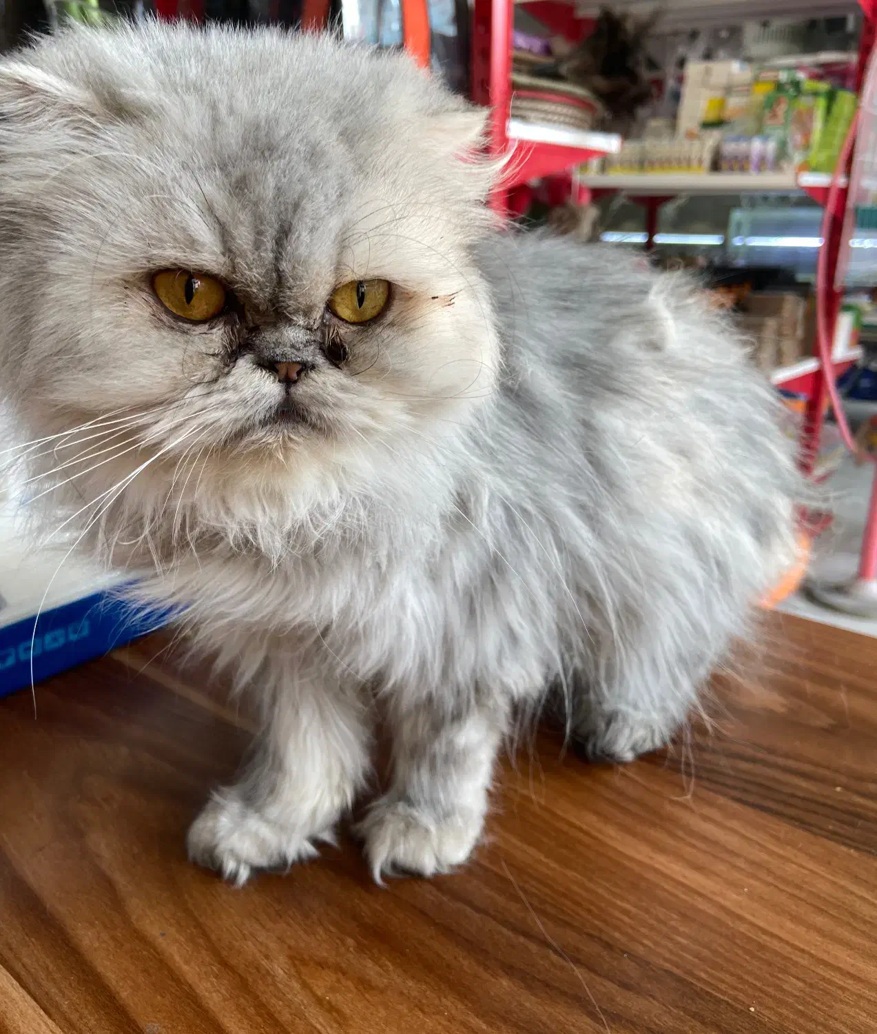 گربه پرشین بریتیش|گربه|تبریز, |دیوار