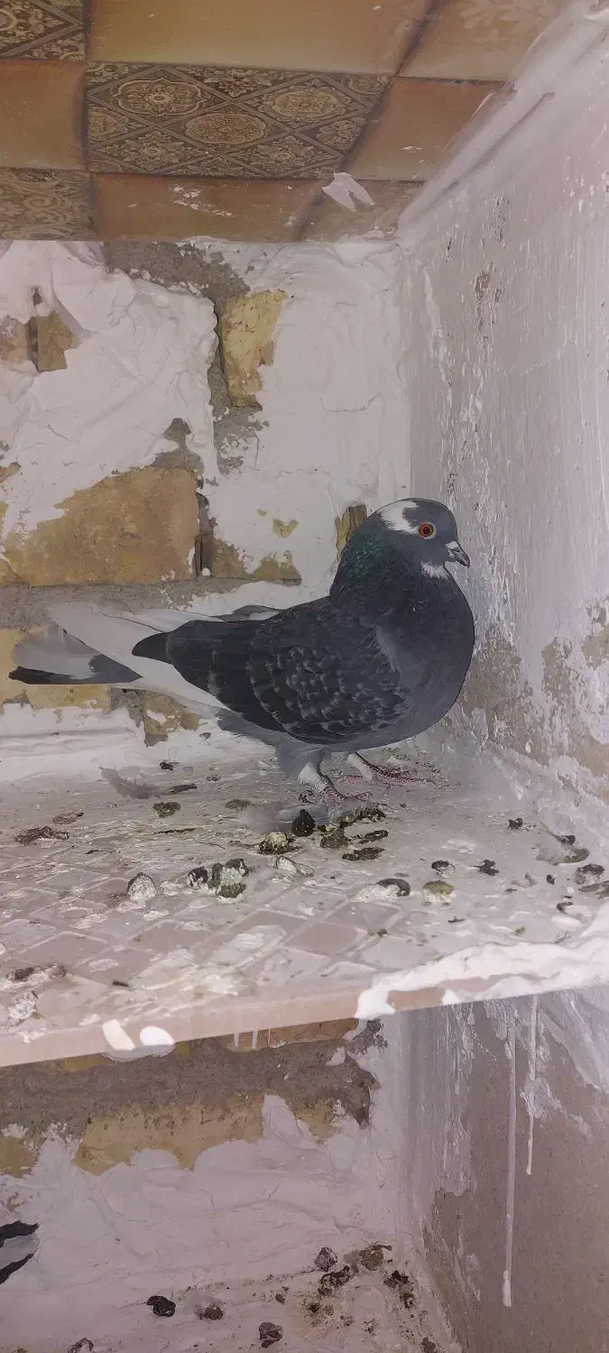 کبوتر پرشی|پرنده|نجف‌آباد, یزدانشهر|دیوار