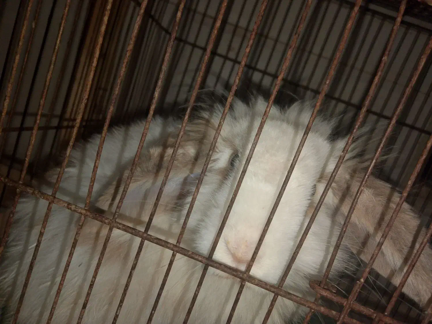 خرگوش|موش و خرگوش|بم, |دیوار